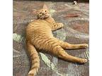 Pyramid Domestic Shorthair Kitten Male