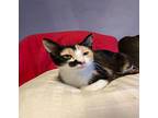 Juliet Domestic Shorthair Kitten Female