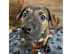 Edgar Miniature Pinscher Puppy Male
