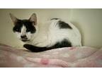 Winnie American Shorthair Adult Female