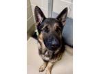 Thoren German Shepherd Dog Adult Male