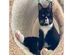 Madison Domestic Shorthair Kitten Female