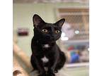 Shelly Domestic Shorthair Kitten Female