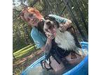 Henderson Australian Shepherd Young Male