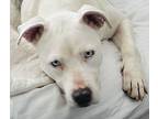 Winnie American Staffordshire Terrier Adult Female