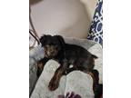 Koda Rottweiler Young Male