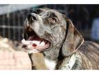 Ranger Beagle Young Male