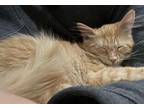 Kittens in Soldotna Domestic Mediumhair Kitten Female