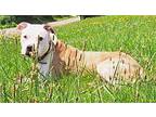 Buddy American Pit Bull Terrier Senior Male
