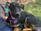 Deja Miniature Pinscher Puppy Female