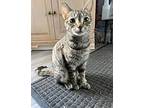 Pollyanna Domestic Shorthair Kitten Female