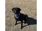Ruben Labrador Retriever Adult Male