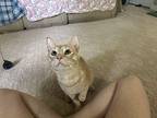 Ken Domestic Shorthair Kitten Female