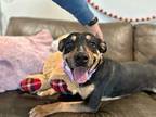 Olive Karma Sweet Happy Girl Australian Kelpie Adult Female
