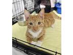 Swiper Domestic Shorthair Young Male