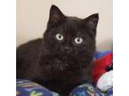Eli Domestic Shorthair Kitten Male