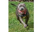 Baby American Bulldog Adult Female