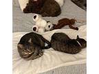 Oliver (& Leo) -Declawed Domestic Shorthair Adult Male