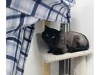 Marv Domestic Longhair Young Male