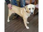 Georgia Brown German Shepherd Dog Adult Female