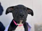 McFlurry American Pit Bull Terrier Puppy Female