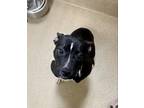 Idgy American Pit Bull Terrier Young Female