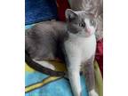 Olivia Domestic Shorthair Adult Female