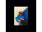 Ruby Mixed Breed (Medium) Puppy Female