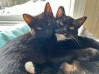 Jenny and Forest Domestic Shorthair Kitten Female