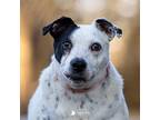 Livvy Rat Terrier Senior Female
