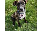 Percy Terrier (Unknown Type, Medium) Puppy Male