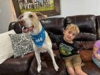 Titus Landon the Boy Who Melts Into You Labrador Retriever Adult Male