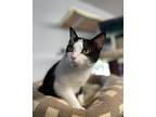 Vyola Domestic Shorthair Kitten Female