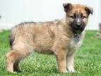 Sage von Belle German Shepherd Dog Puppy Female