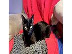 Voodoo Domestic Shorthair Kitten Male