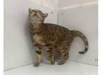 Suki Bengal Adult Female