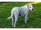 Bruno Cordero American Pit Bull Terrier Adult Male