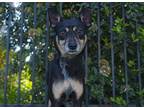 Nesa Miniature Pinscher Adult Female