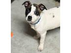 Velma Terrier (Unknown Type, Medium) Puppy Female