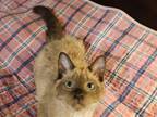 Selkirk Rex Mix Dark Colorpoint