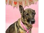 Jo German Shepherd Dog Senior Female