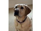 Delilah Labrador Retriever Adult Female