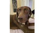 Ripley Labrador Retriever Young Female