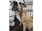 Tootsie American Pit Bull Terrier Adult Female
