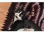 Elio Domestic Shorthair Kitten Male