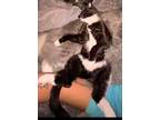 Victoria Domestic Shorthair Kitten Female