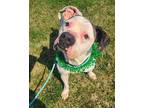 Hamlet Yrly 12 Boxer Adult Male