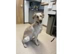 Nox Labrador Retriever Adult Male