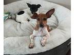 Dobby Dachshund Puppy Male