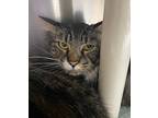 Dingo Domestic Shorthair Adult Male
